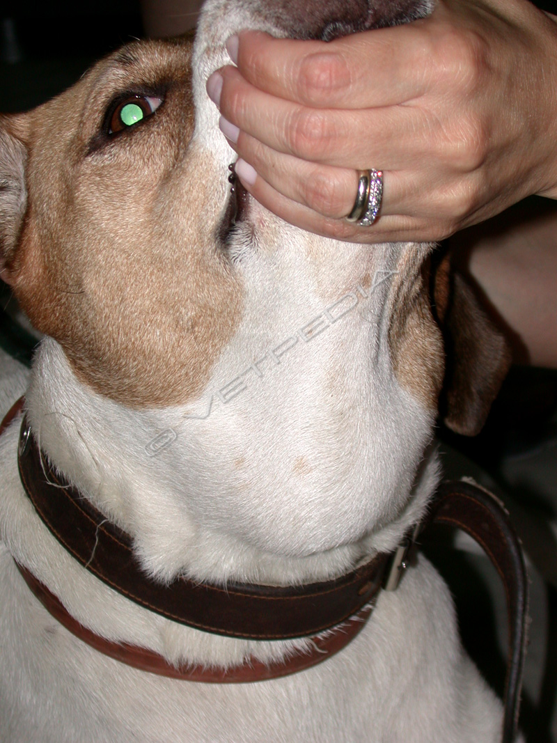 Linfoadenomegalia mandibolare in un cane con linfoma multicentrico