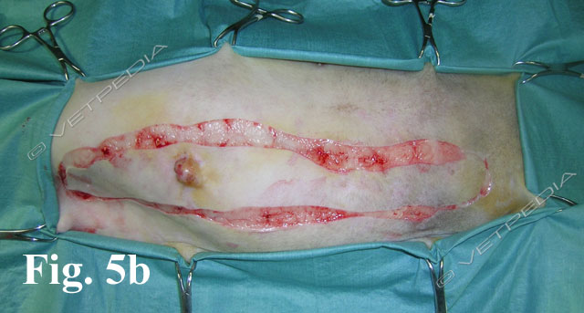 Mastectomia totale monolaterale per tumore mammario in una gatta  
