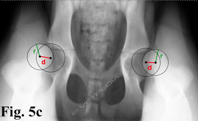 Proiezione in distrazione del bacino di un cucciolo per la diagnosi precoce della displasia dell’anca