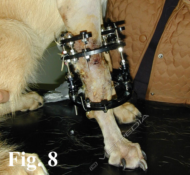 Applicazione dell’apparato di Ilizarov per il trattamento di una deformità di avambraccio in un cane