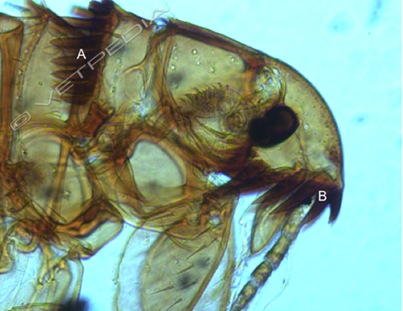 Testa di Ctenocephalides felis felis