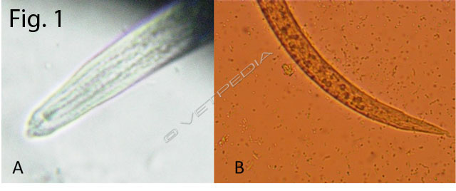  Larva di primo stadio di Troglostrongylus brevior