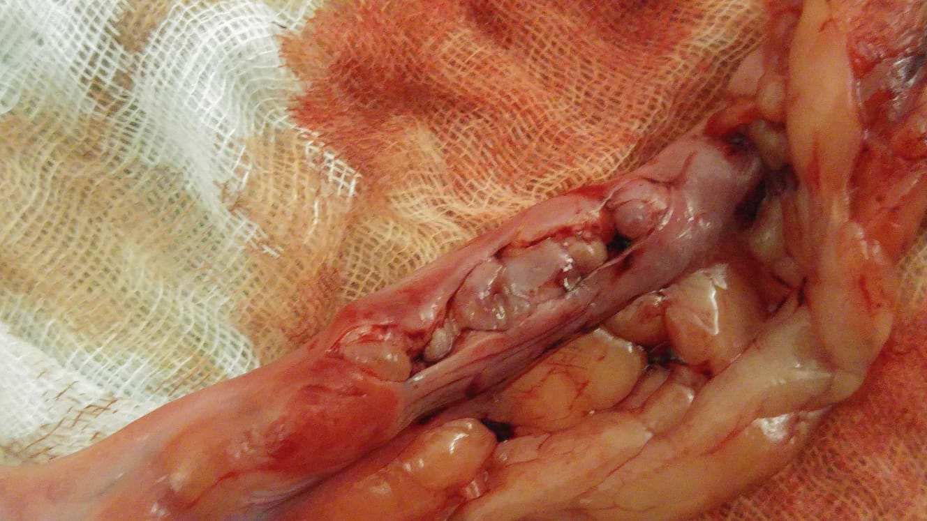 La piometra è l’accumulo di materiale purulento all’interno dell’utero