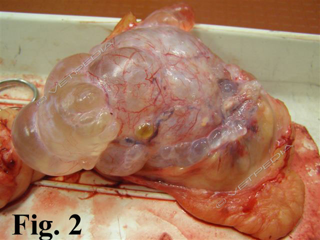 Tumore ovarico (teratoma) in un cagna