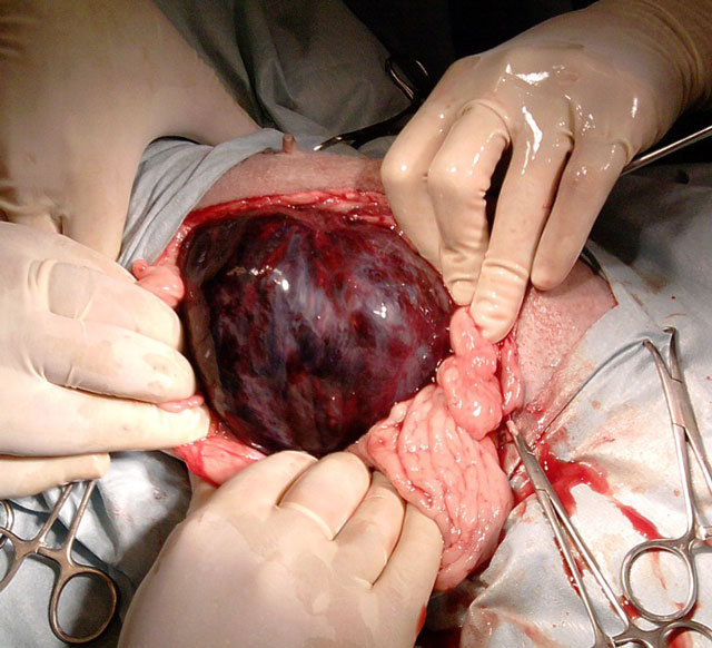 Ovarioisterectomia in una cagna con leiomiosarcoma uterino