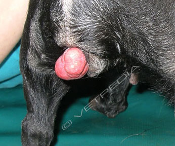 Neoplasia vaginale singola, protrudente dalla rima vulvare, in una cagna