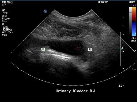  L’incompetenza del meccanismo dello sfintere uretrale (USMI) è una delle cause di incontinenza urinaria nella cagna
