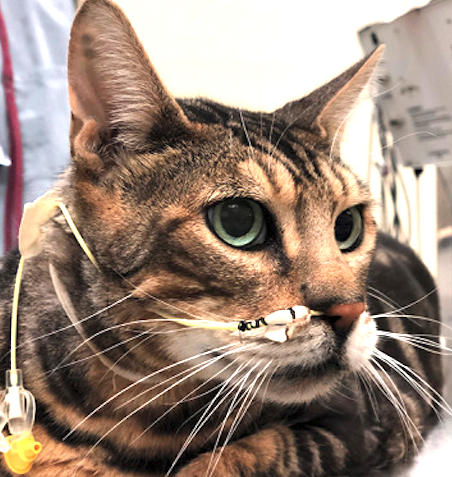 Pancreatite nel gatto