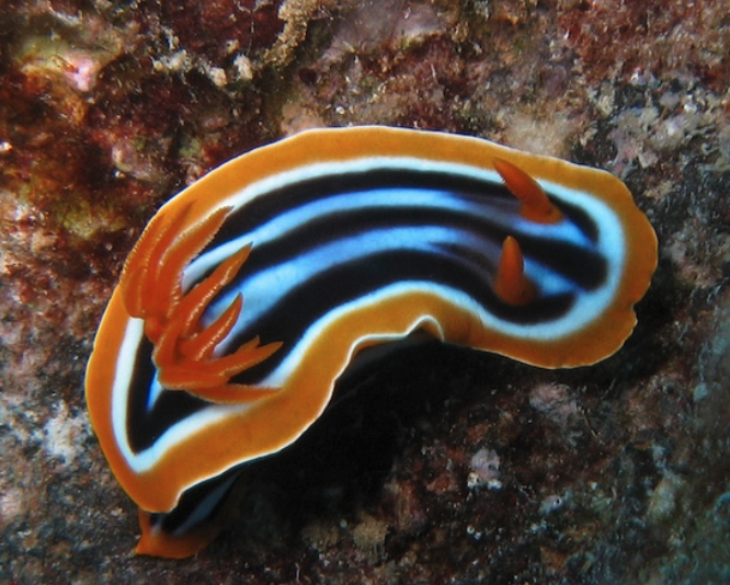 Lista positiva e settore acquaristico, approfondimenti per i medici veterinari