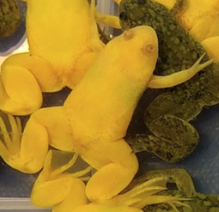 Anfibi ornamentali acquatici, tra benessere, salute e legislazione