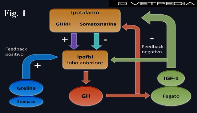 Le conseguenze del mancato utilizzo della steroidi anabolizzanti legali quando si avvia la propria attività