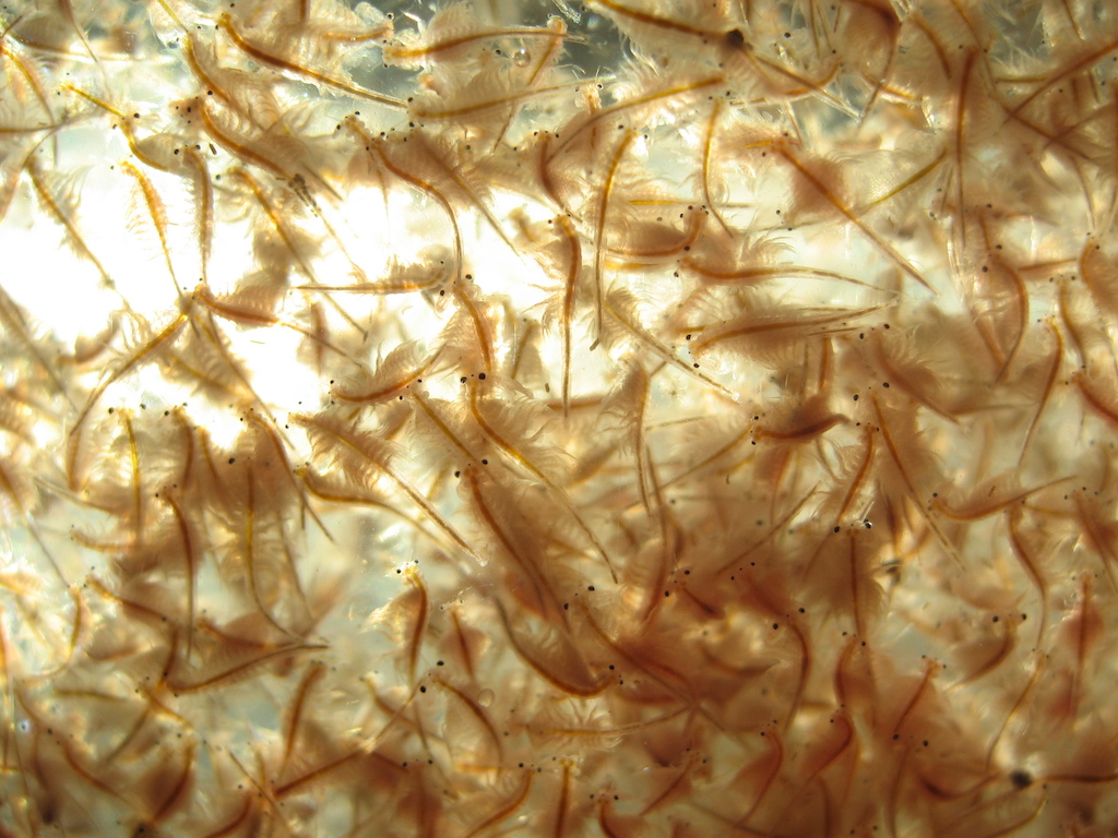 Fig.1 Artemia salina Flickr