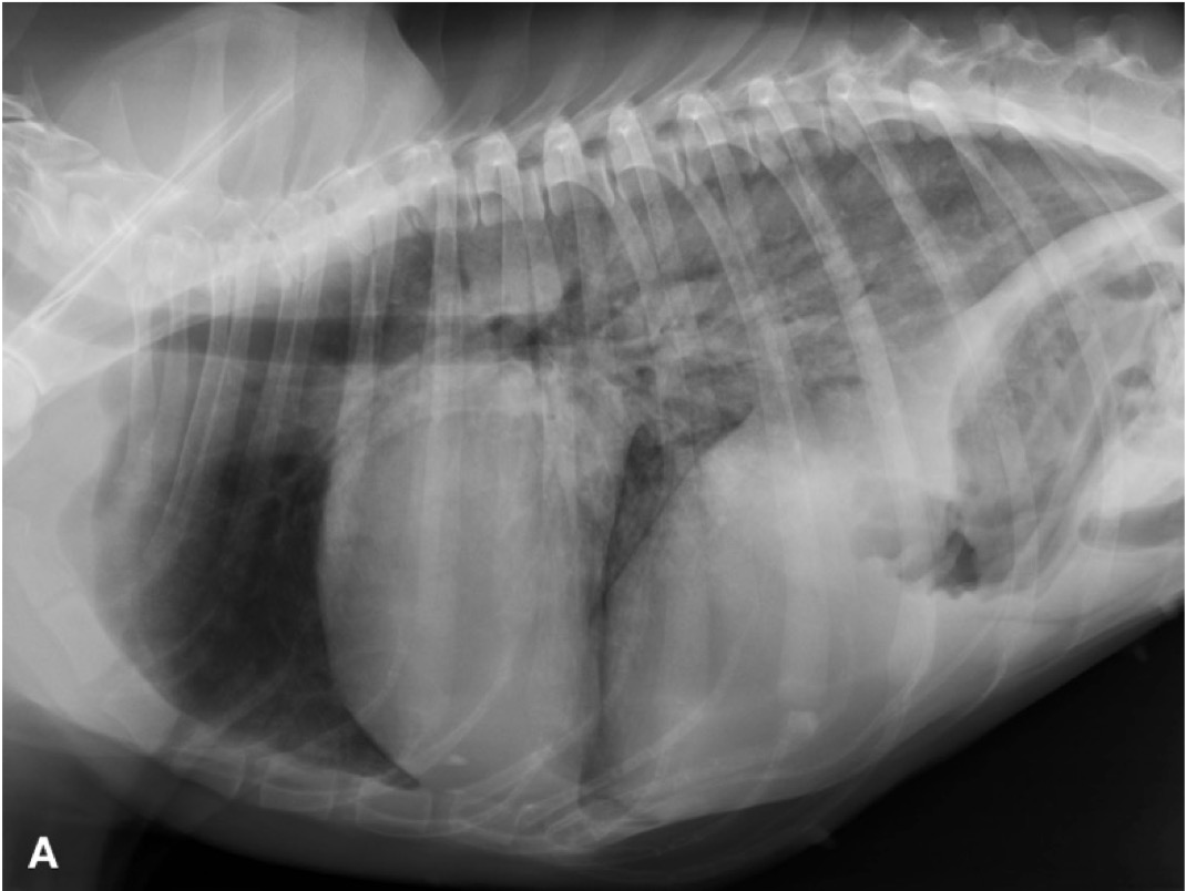 Cardiomiopatia dilatativa del cane