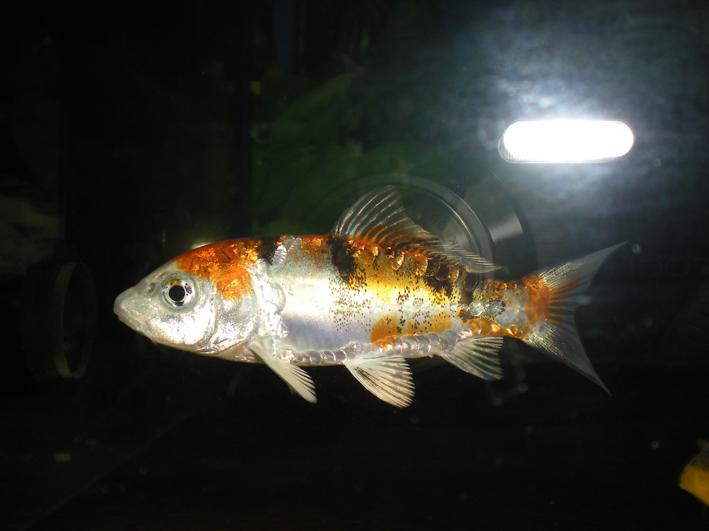 Principi di management e aspetti sanitari nella carpa koi