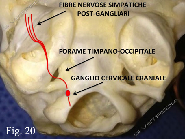 Chirurgia dell'orecchio esterno e medio nel cane e nel gatto ...