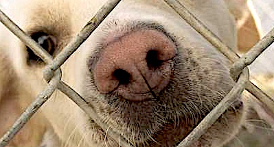 Complesso delle malattie infettive respiratorie canine (CIRDC)