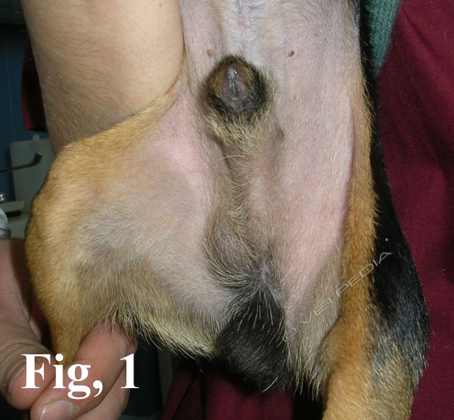 agenesia testicolare gatto