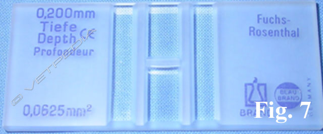 liquido cerebrospinale e cefalorachidiano Produzione del liquor cerebro-spinale main image 0