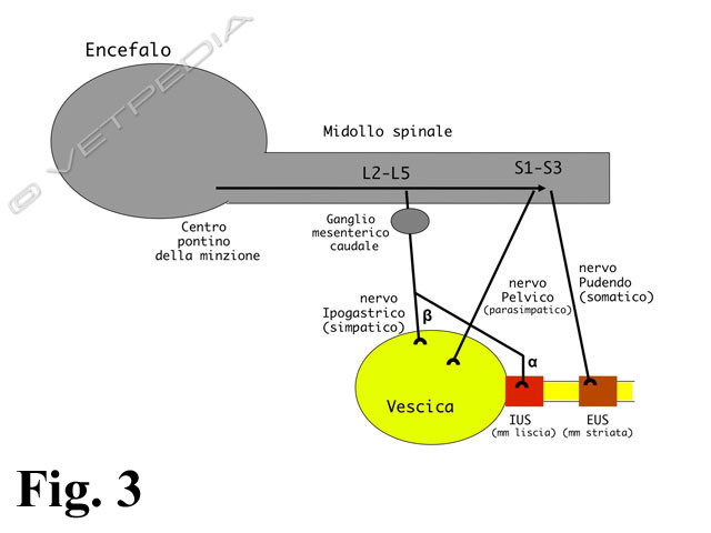 acepromazina di ostruzione uretrale del gatto acepromazina di ostruzione uretrale del gatto