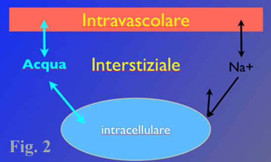 liquido extracellulare e interstiziale PPT - Dott. ssa Francesca Viazzi Nefrologia IV anno – 2005 PowerPoint  Presentation main image 0