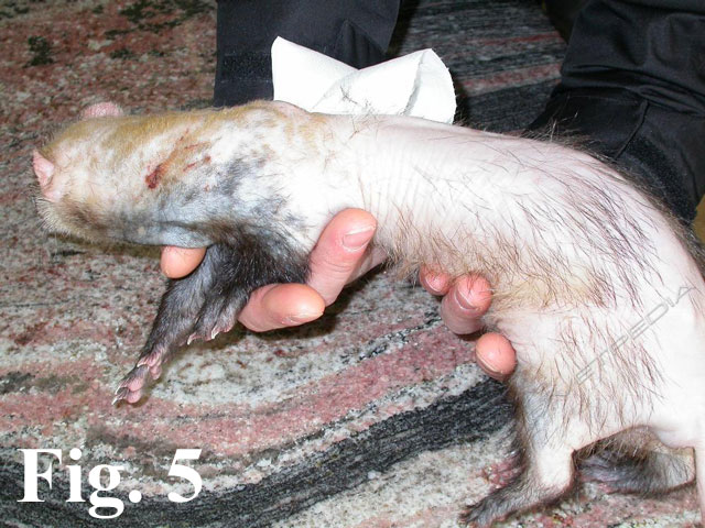 furetto della ghiandola prostatica