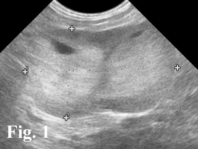 terapia prostata cane