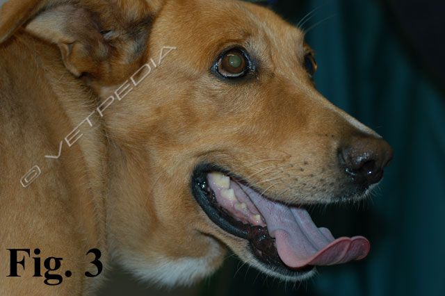 Linfoma Del Cane Vetpedia L Enciclopedia Di Medicina Veterinaria