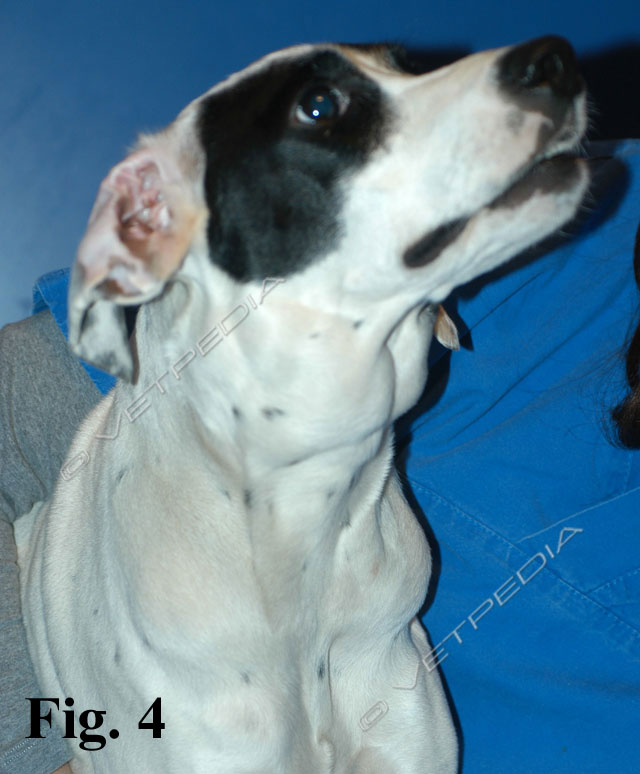 Linfoma Del Cane Vetpedia L Enciclopedia Di Medicina Veterinaria