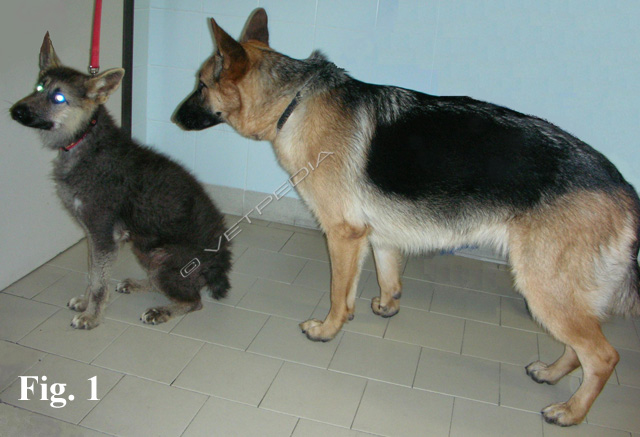 Nanismo ipofisario congenito Vetpedia l'Enciclopedia di Medicina