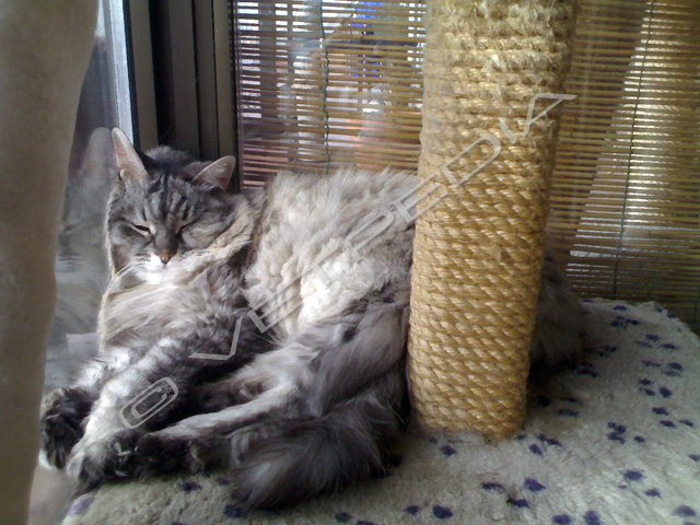 Obesità e medicina comportamentale