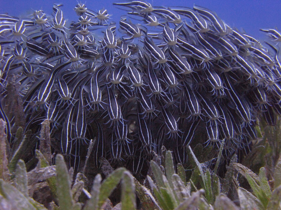 Organismi acquatici alloctoni invasivi