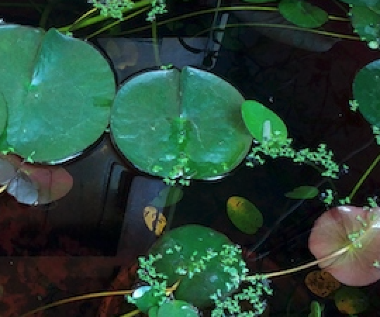 Oryzias e Notropis: generi ittici a cavallo tra acquariologia e gardening