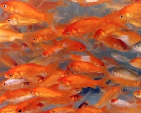 Il pesce rosso, un pet molto noto ma ancora poco conosciuto