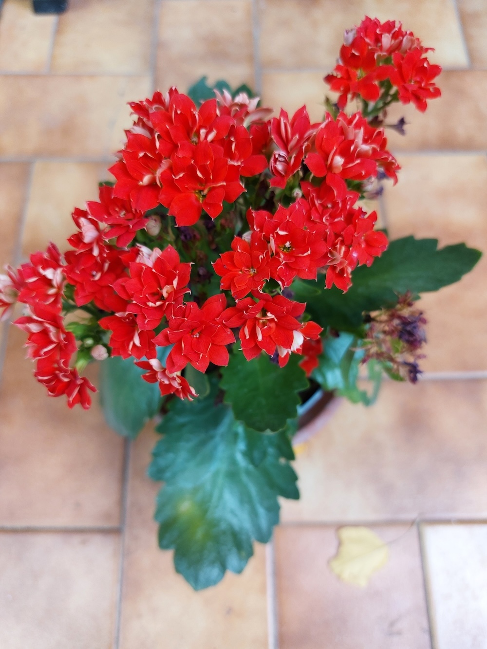 5 Kalanchoe Arb