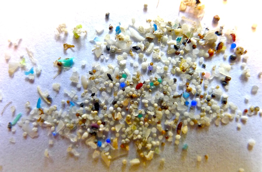 Plastiche, microplastiche e nanoplastiche: quali potenziali rischi per i pet?