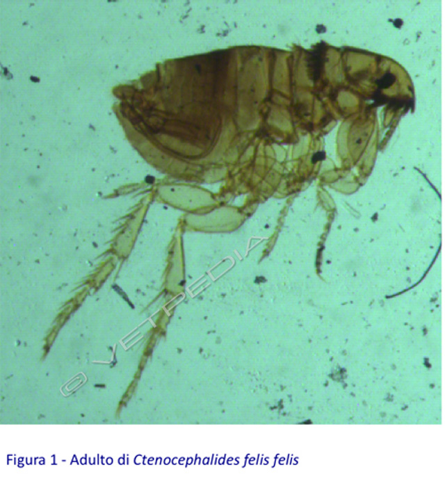Pulci Del Cane E Del Gatto Vetpedia L Enciclopedia Di Medicina Veterinaria