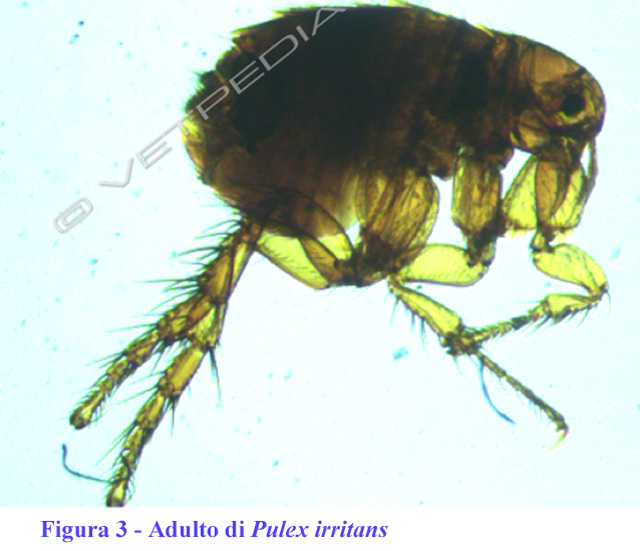 Pulci Del Cane E Del Gatto Vetpedia L Enciclopedia Di Medicina Veterinaria