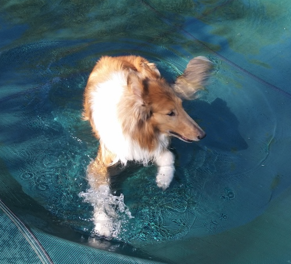 Pet e principali rischi connessi con l’acqua in ecosistemi naturali e strutture artificiali