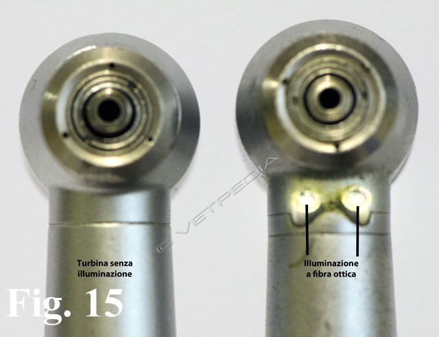 Coniglio Olandese: Dimensioni, Aspetto, Carattere, Mantenimento E Cura - Foto 6