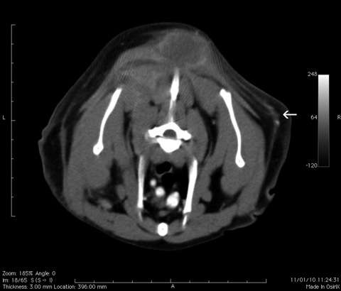 Sarcoma iniezione-indotto felino (SIIF) - Vetpedia l'Enciclopedia di Medicina Veterinaria