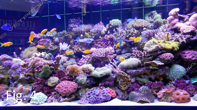 Medicina preventiva e patologie gestionali in acquario: approccio integrato