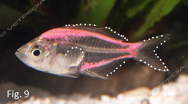 Patologie a eziologia virale nei pesci ornamentali