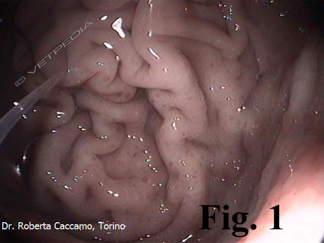 L'alimentazione è importante in corso di patologie gastroenteriche, come la gastrite