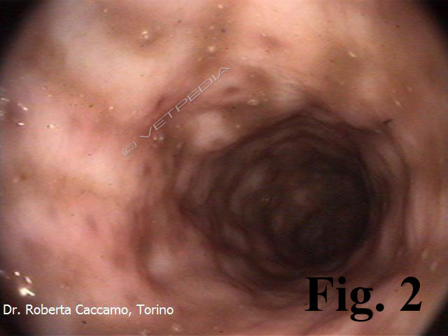 Alimentazione del cane e del gatto con disturbi della motilità gastrointestinale 