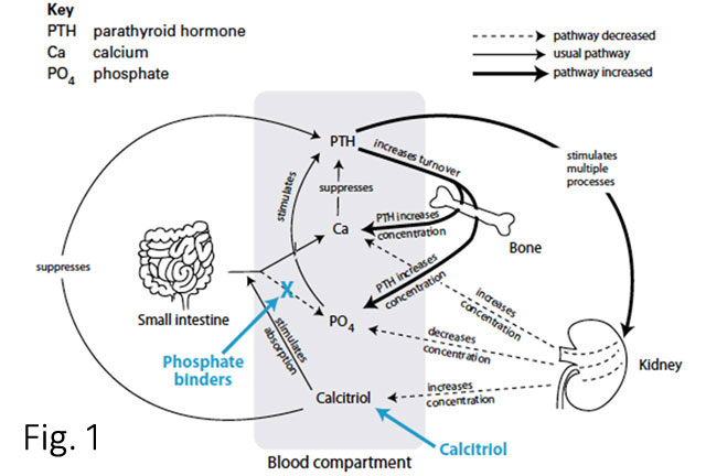 Alimentazione del cane e del gatto con insufficienza renale cronica
