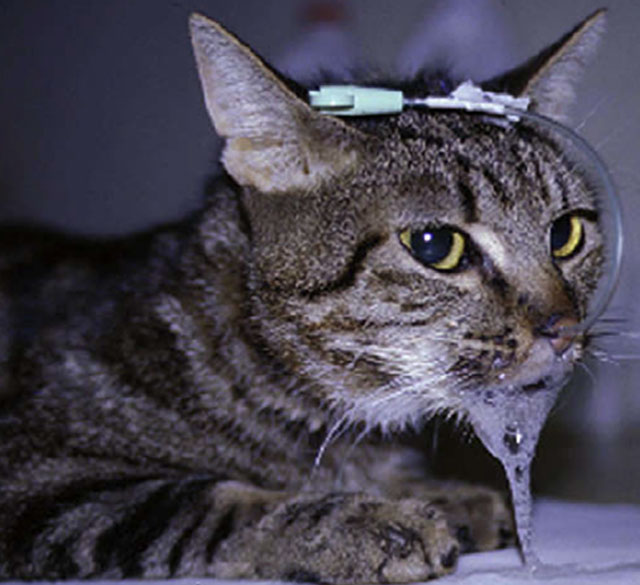 Alimentazione del cane e del gatto con patologie epatobiliari