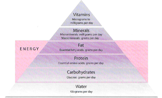 Fabbisogni nutrizionali del cane e del gatto