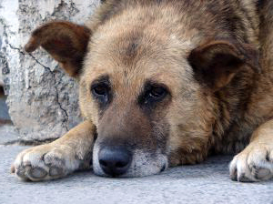 Alimentazione del cane e del gatto anziano