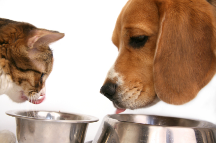Gestione alimentare del cane e del gatto affetti da diabete mellito