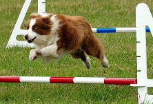 Fabbisogni nutrizionali del cane: lavoro